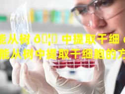 能从树 🦄 中提取干细 🌴 胞（能从树中提取干细胞的方法）